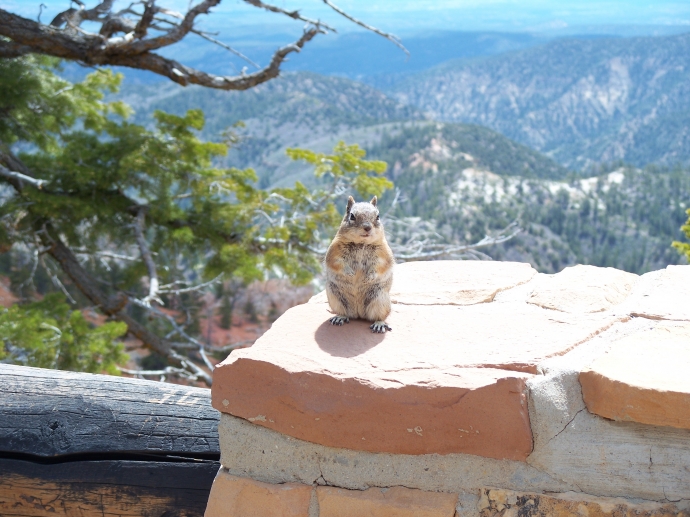 A very personable chipmunk we saw at Bryce Canyon National Park. He wasn't afraid of anything. I think I could have probably touched him if I wanted to.
 By: Neal Grosskopf
 At: 6:34:36 PM 6/5/2011