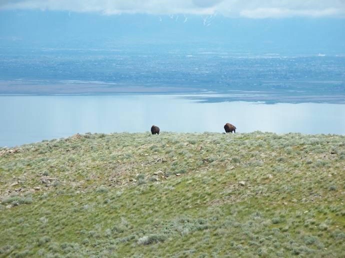 Bison on top of Antelope Island State Park in Utah.
 By: Neal Grosskopf
 At: 7:06:09 PM 6/5/2011